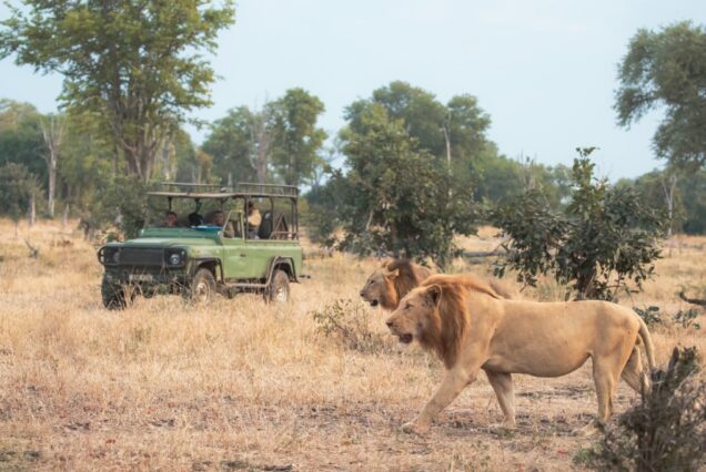 5 Days Serengeti Experience Budget
