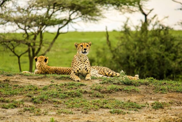 4 Days Safari Serengeti & Ngorongoro Crater