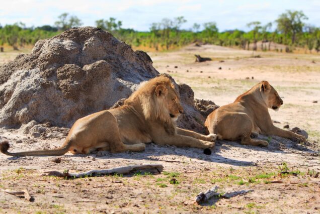 4 Day Marvellous Affodarble Tanzania Safari