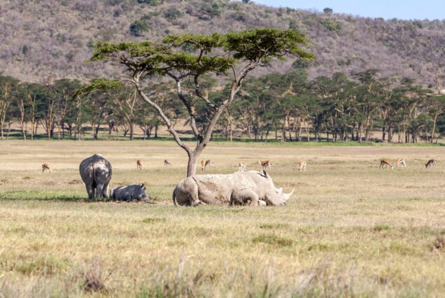 3 Days Safari Serengeti & Ngorongoro Crater