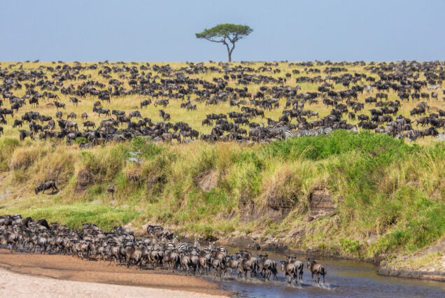 4 Days Ndutu Migration Safari Calving Season